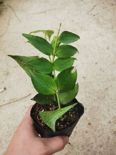 多脉球兰 鱼尾球兰小苗 Hoya polyneura