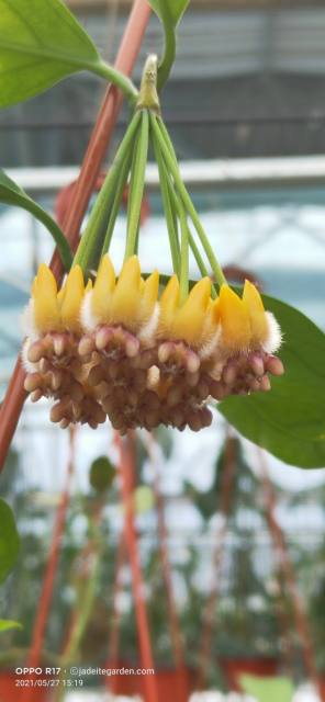 Hoya praetorii