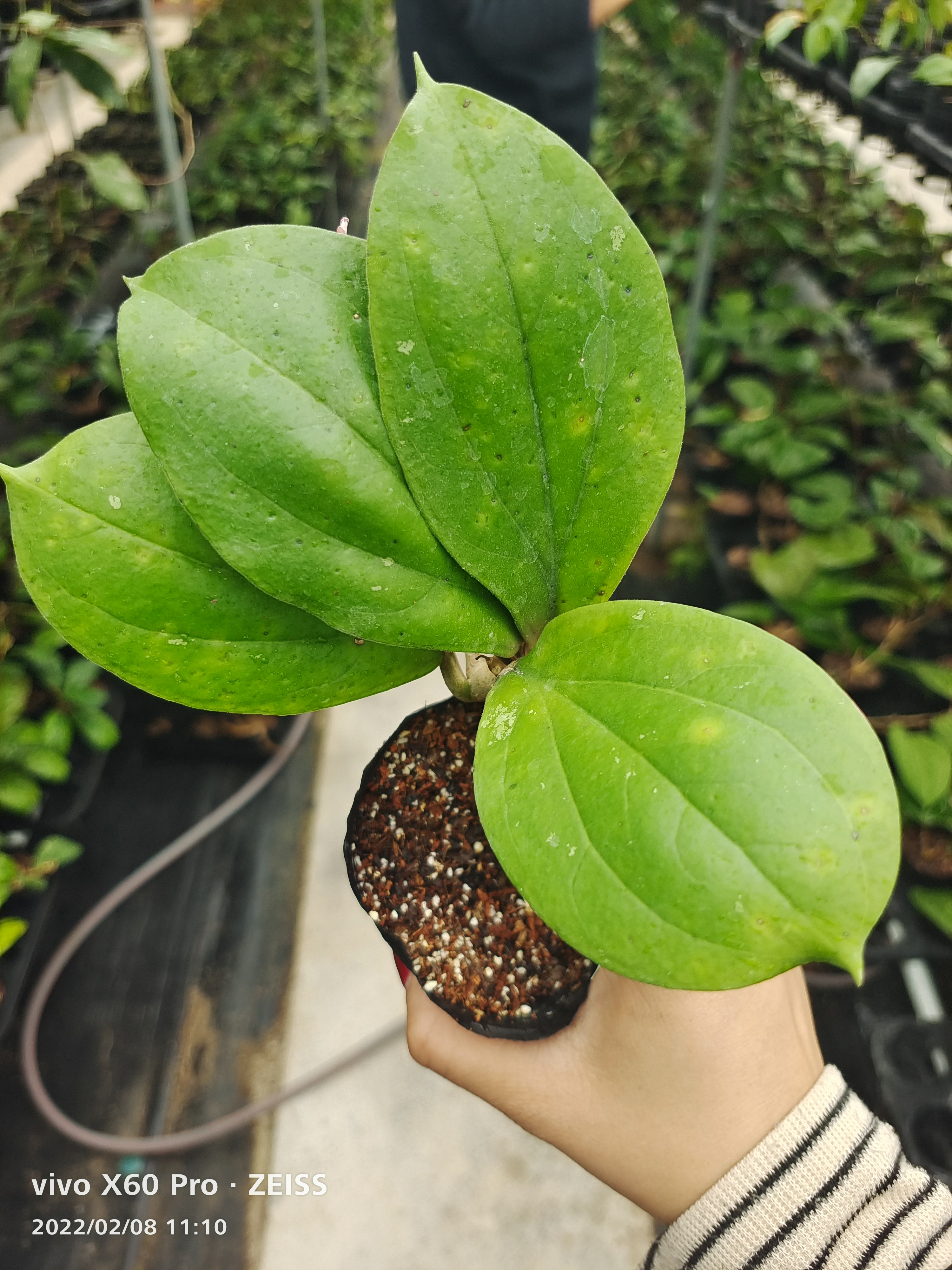 Hoya lambii,Hoya