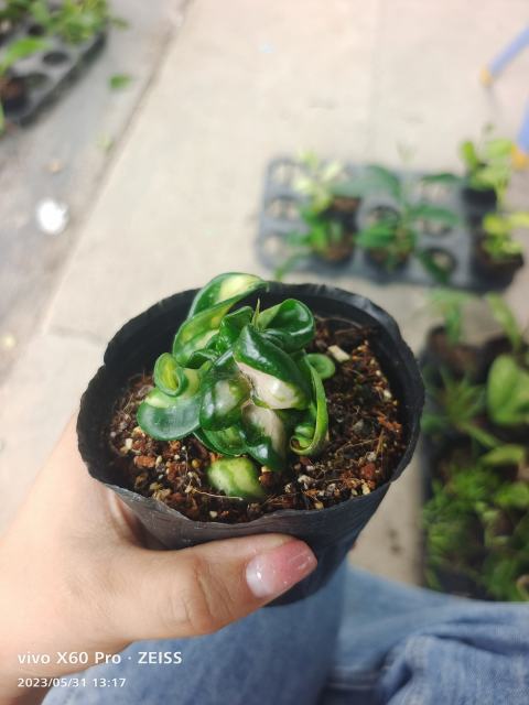 Hoya compacta ssp. compacta variegata