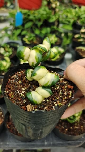 Hoya compacta ssp. compacta variegata