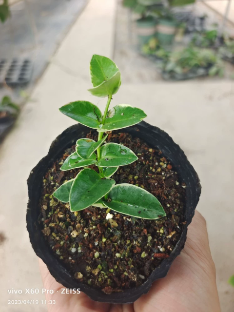 孜然外锦 Hoya cumingiana