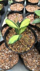 Hoya tsangii variegata