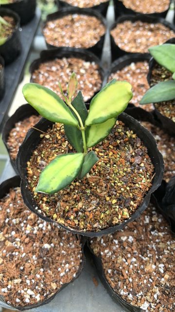 Hoya tsangii variegata