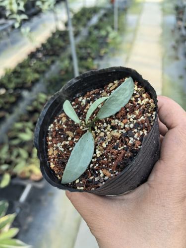 Hoya lacunosa silver