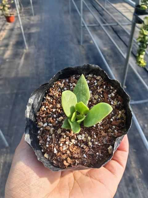 Hoya pachyclada  small leavs
