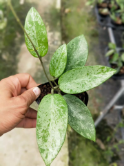 Hoya  rime  (jad019)