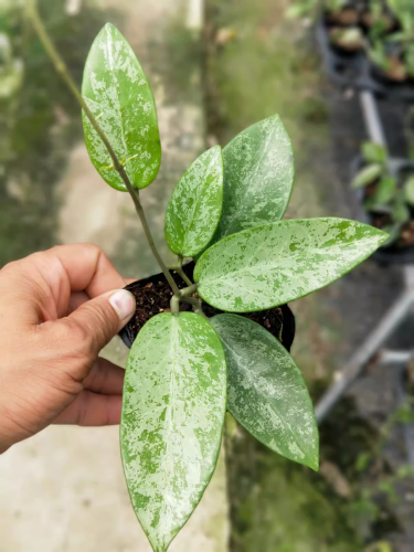 Hoya  rime  (jad019)