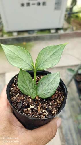 Hoya polyneura broget