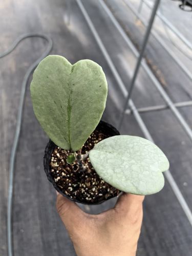Hoya kerrii silver