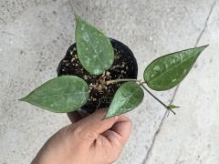 Hoya parasitica black margin