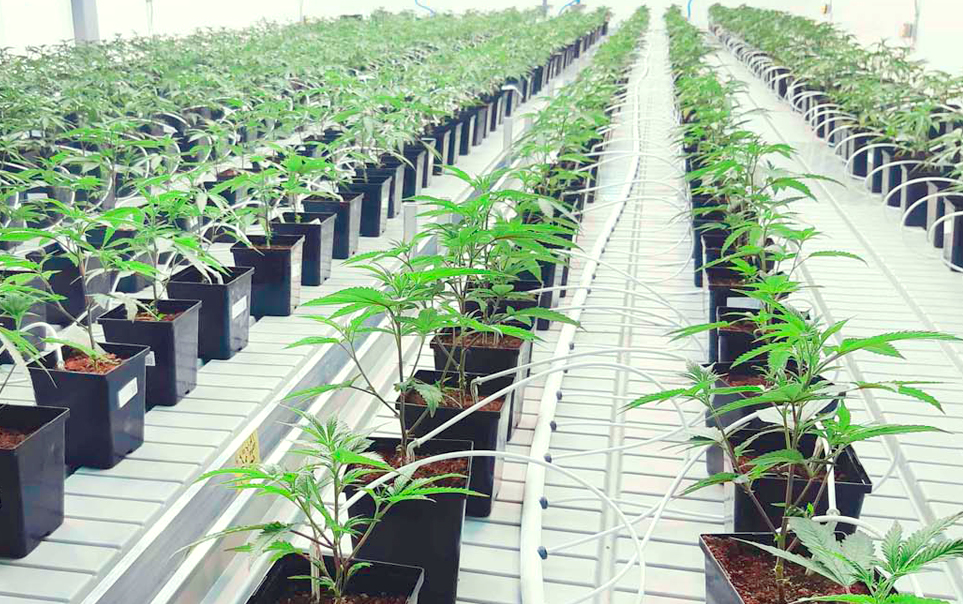 Kundenspezifische OEM/ODM-Beleuchtungslösungen