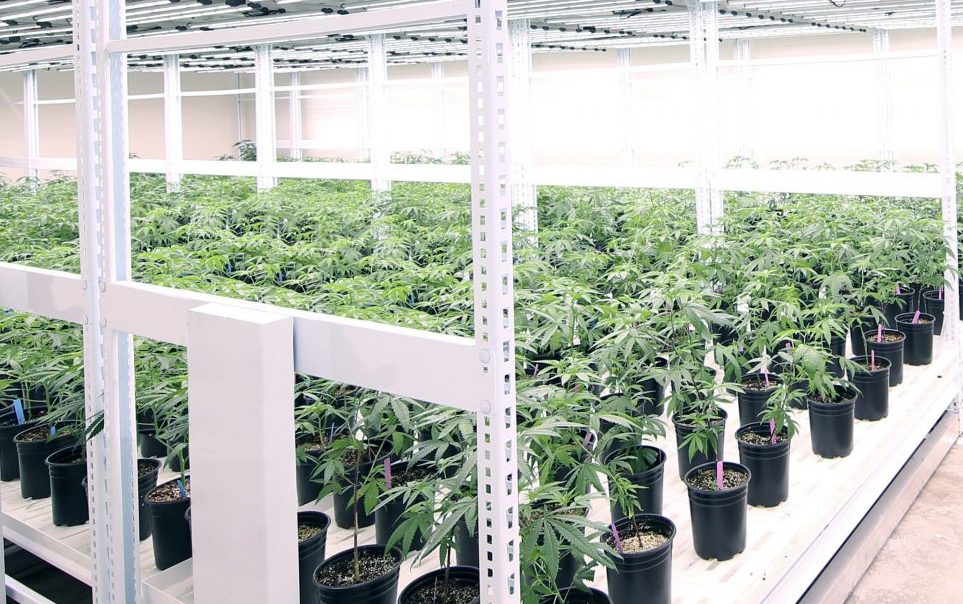 Wir können die beste Grow-Lights-Lösung aus einer Hand liefern