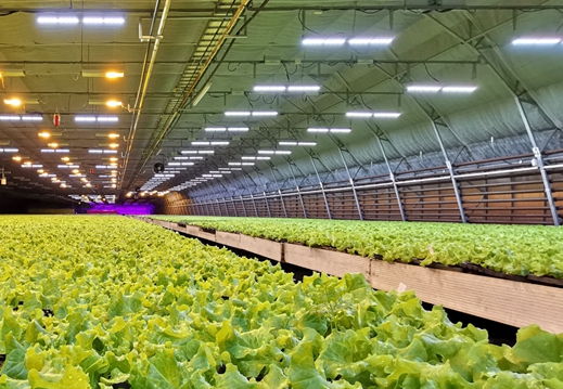 O efeito da luz, umidade, temperatura, condições de ventilação e ambiente do solo para as plantas