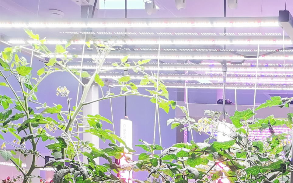 Einer von Chinas führenden Anbietern von LED-Wachstumslicht