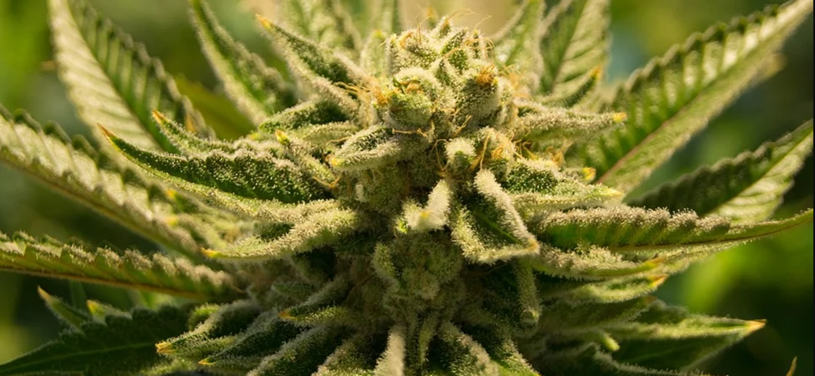 Comment faire pousser de la marijuana médicale