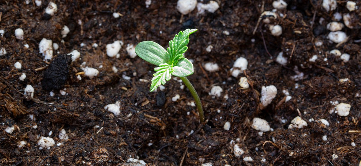 Cómo cultivar marihuana medicinal