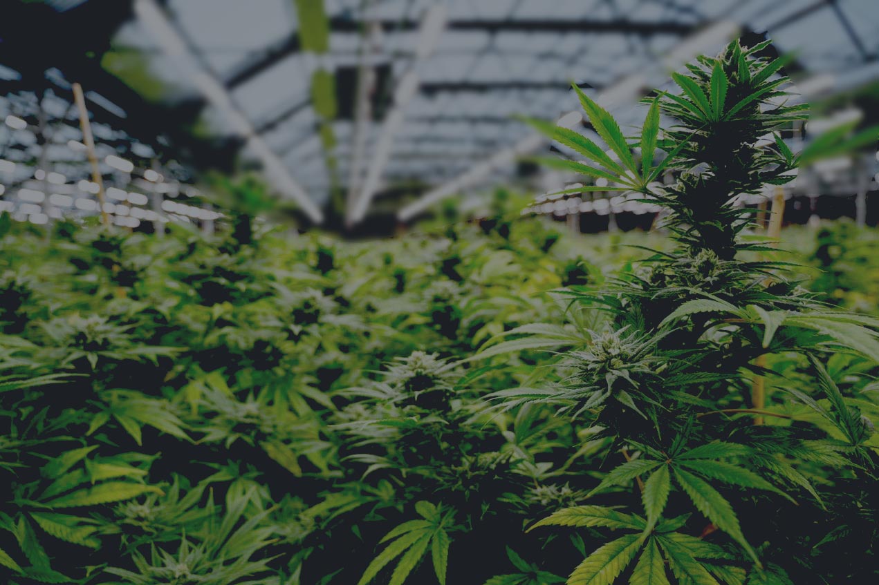 Cannabis wächst leicht
