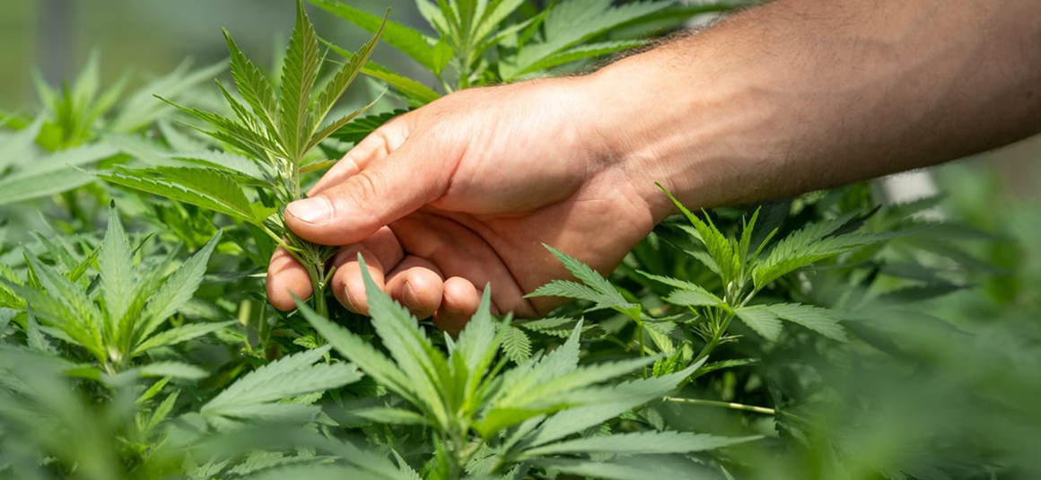 Wie man medizinisches Marihuana anbaut