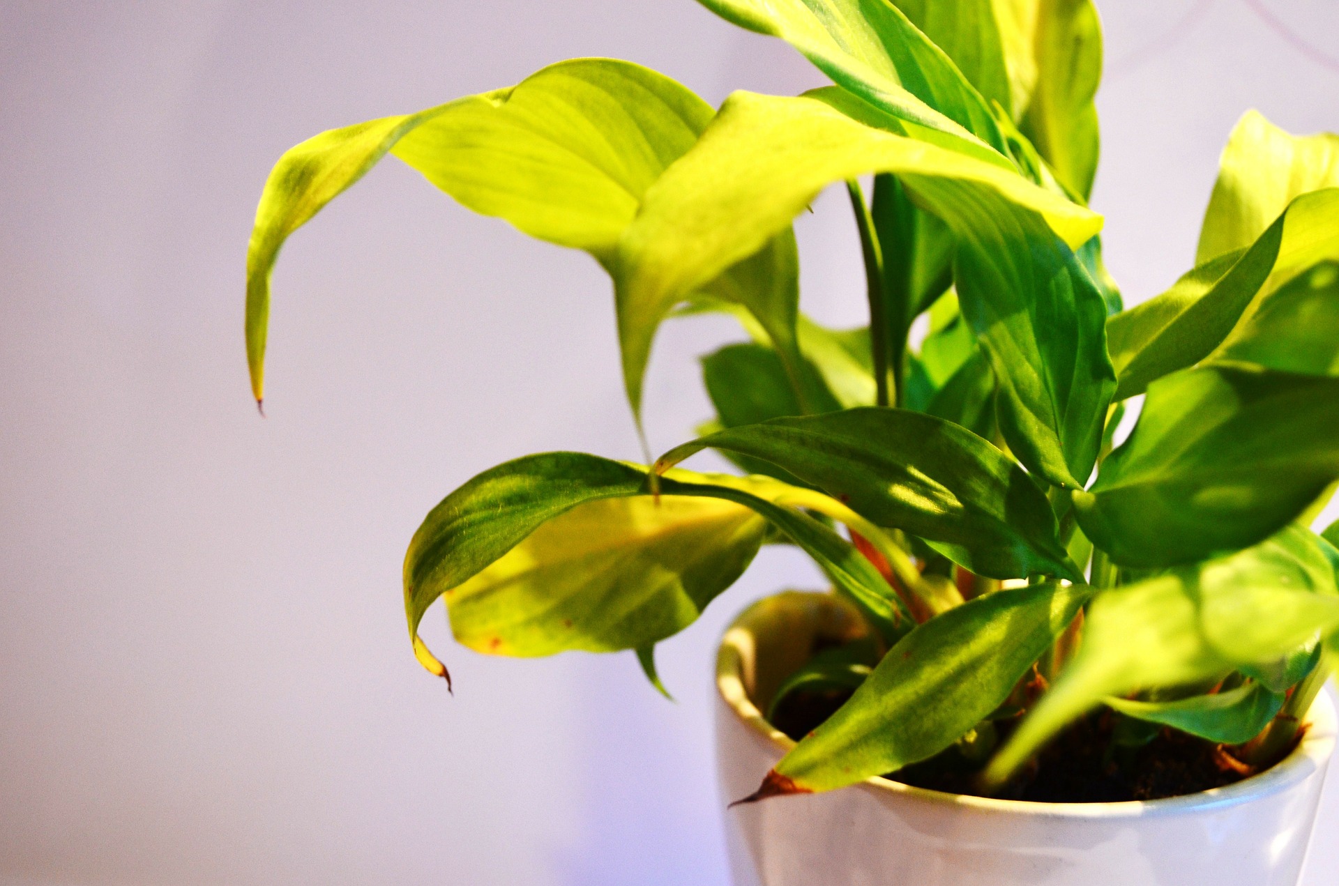 sol en las plantas