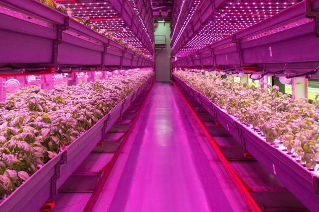 what problems should be paid attention to when using LED plant lights
