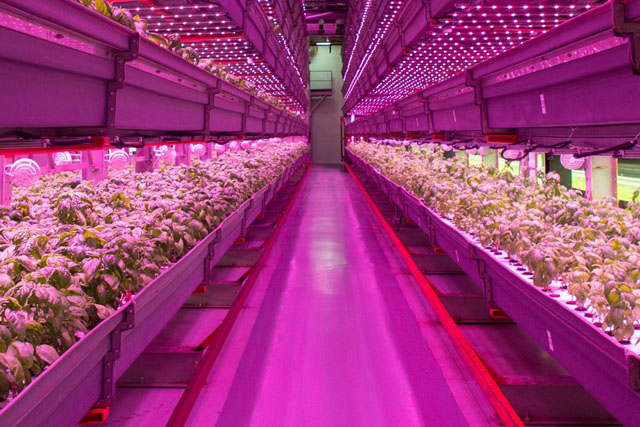 ¿Las diferentes aplicaciones de todo tipo de grow light?