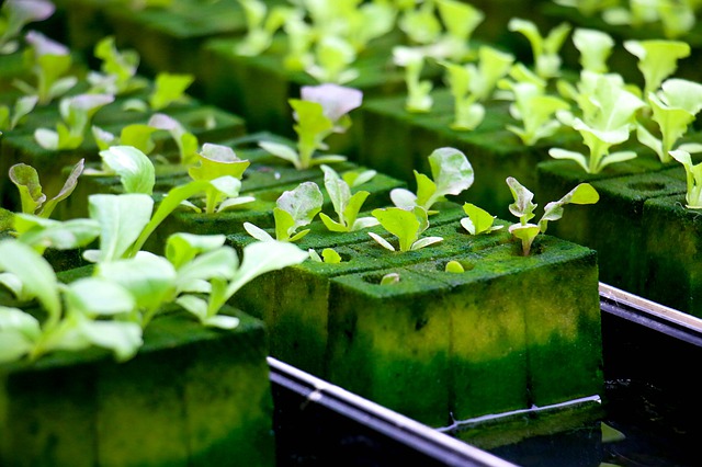 植物 LED 植物生长灯的正确高度是多少？