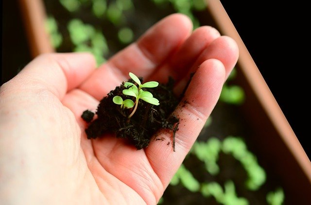 如何选择室内大麻种植灯