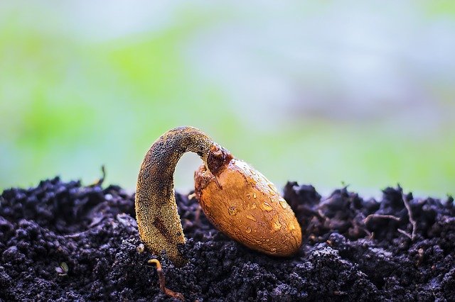 ¿Cómo cultivar marihuana medicinal?