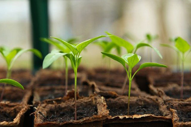 Usage scenarios of LED plant light