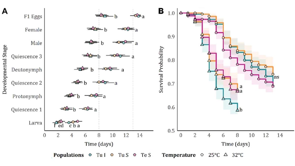 Spider mite biological lifecycle acceleration at high temperatures