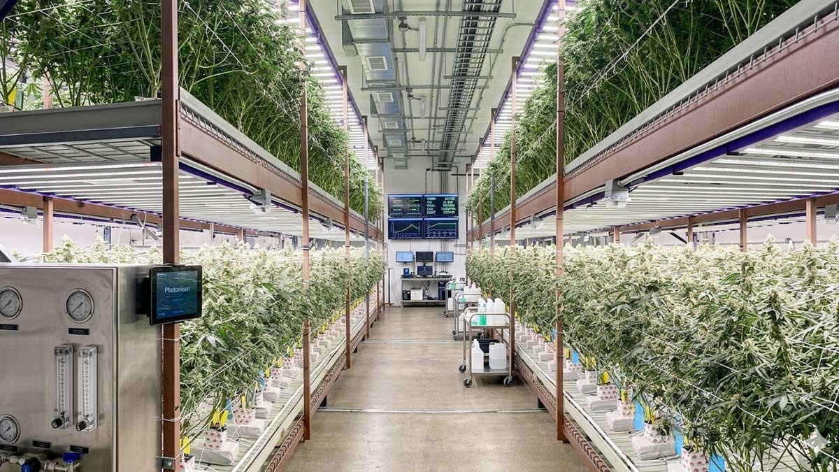 Photonican LED Grow Light Advantages in Summer Indoor Grow