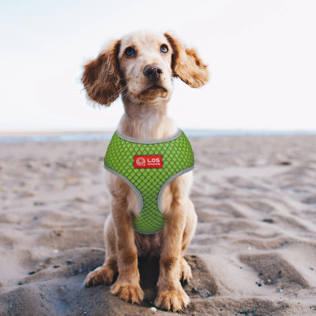 Soft Dog Harness No Choke Over-The-Head Triple Layered Breathable Mesh Adjustable Chest Belt and Quick-Release Buckle