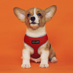 Soft Dog Harness No Choke Over-The-Head Triple Layered Breathable Mesh Adjustable Chest Belt and Quick-Release Buckle