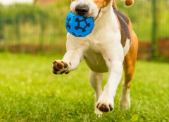 LOS ANDES Dog Balls Toy for Aggressive Chewers, Indestructible Bouncy Dog Ball, Lightweight&Floating, Durable Dog Chew Ball for Large&Medium Dogs to Fetch and Play
