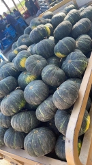 Chestnut pumpkin