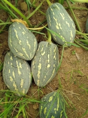 Sweet taro flavor pumpkin