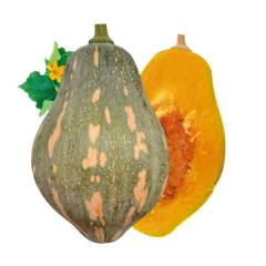Wanhui Taro-Flavored Pumpkin - Nutrient-Rich, Fragrant Vegetable