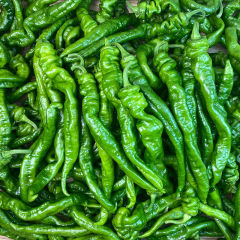 Long pepper