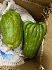 Chayote