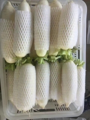 Daikon