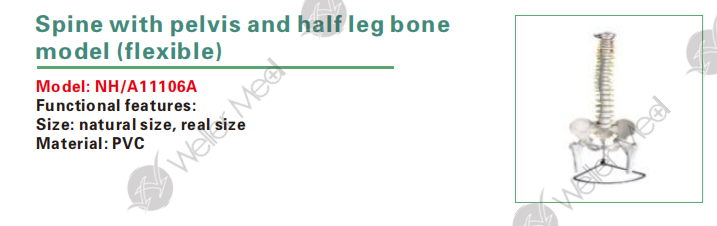 Spine with pelvis and half leg bone model (flexible),Skeletal model