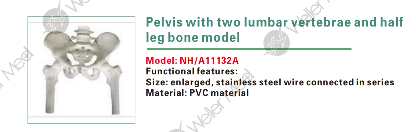 Pelvis with two lumbar vertebrae and half leg bone model,Skeletal model
