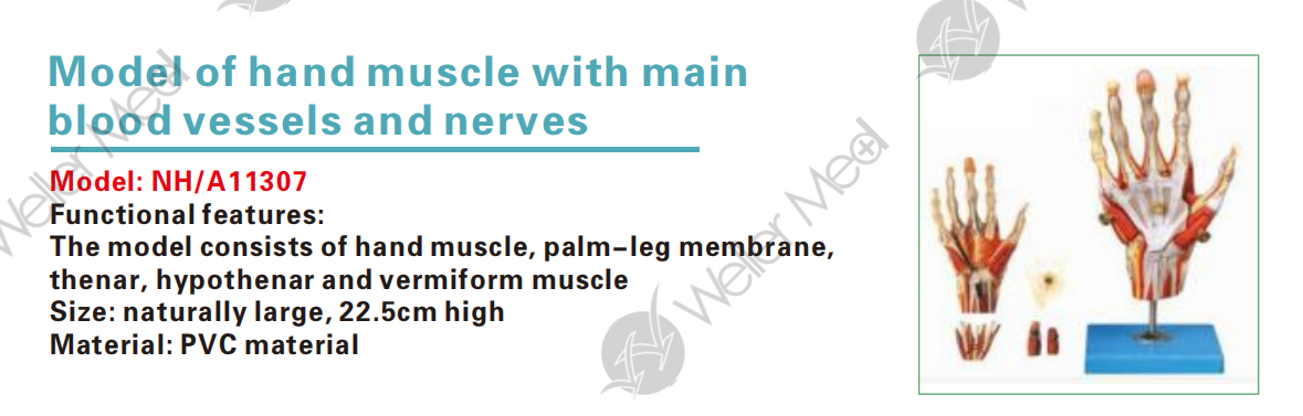 Model of hand muscle with main blood vessels and nerves,Skeletal model