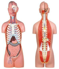 Open torso model of male and female human back (85cm/27pcs)