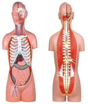 Open torso model of male and female human back (85cm/27pcs)