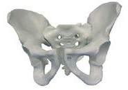 Male pelvic model