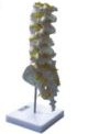 Lumbar model
