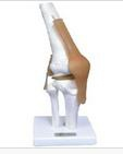 Functional model of knee joint (attached ligament)