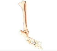 Foot, fibula and tibia models